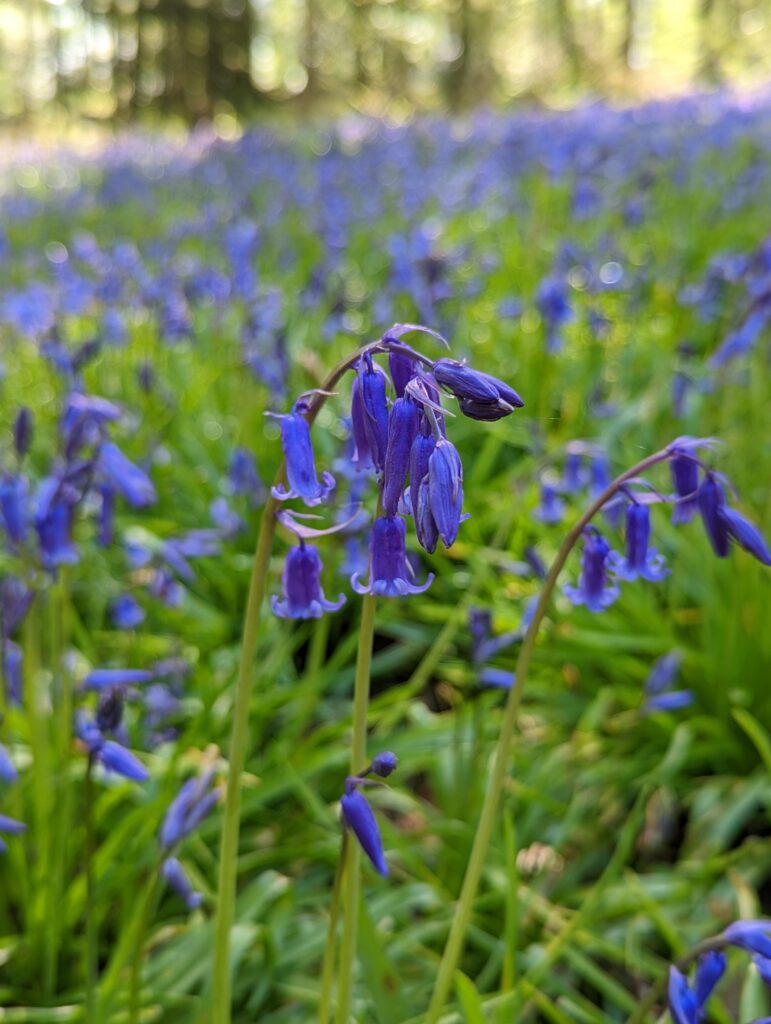 Blå blommor, i detta fall engelska bluebells